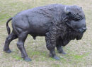 Baby Buffalo