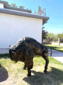Medium Buffalo Standing