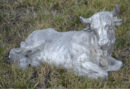 Mini Cow Lying