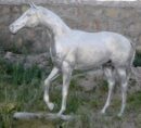 Large Horse