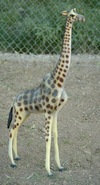 Medium Giraffe