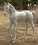 Arabian Colt