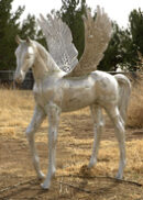 Pegasus Colt