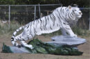 XL Bengal Tiger on Large Base