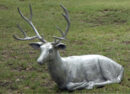 Lying Large Buck