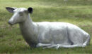Lying Large Doe