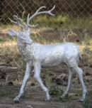 Medium Buck Turning Head