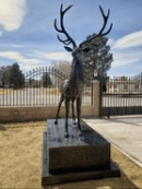 Skyfall Stag with Skyfall Base