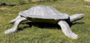 Giant Cooter Turtle