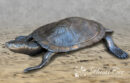 Medium Cooter Turtle