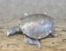 Small Sea Turtle