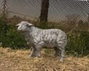Tiny Sheep